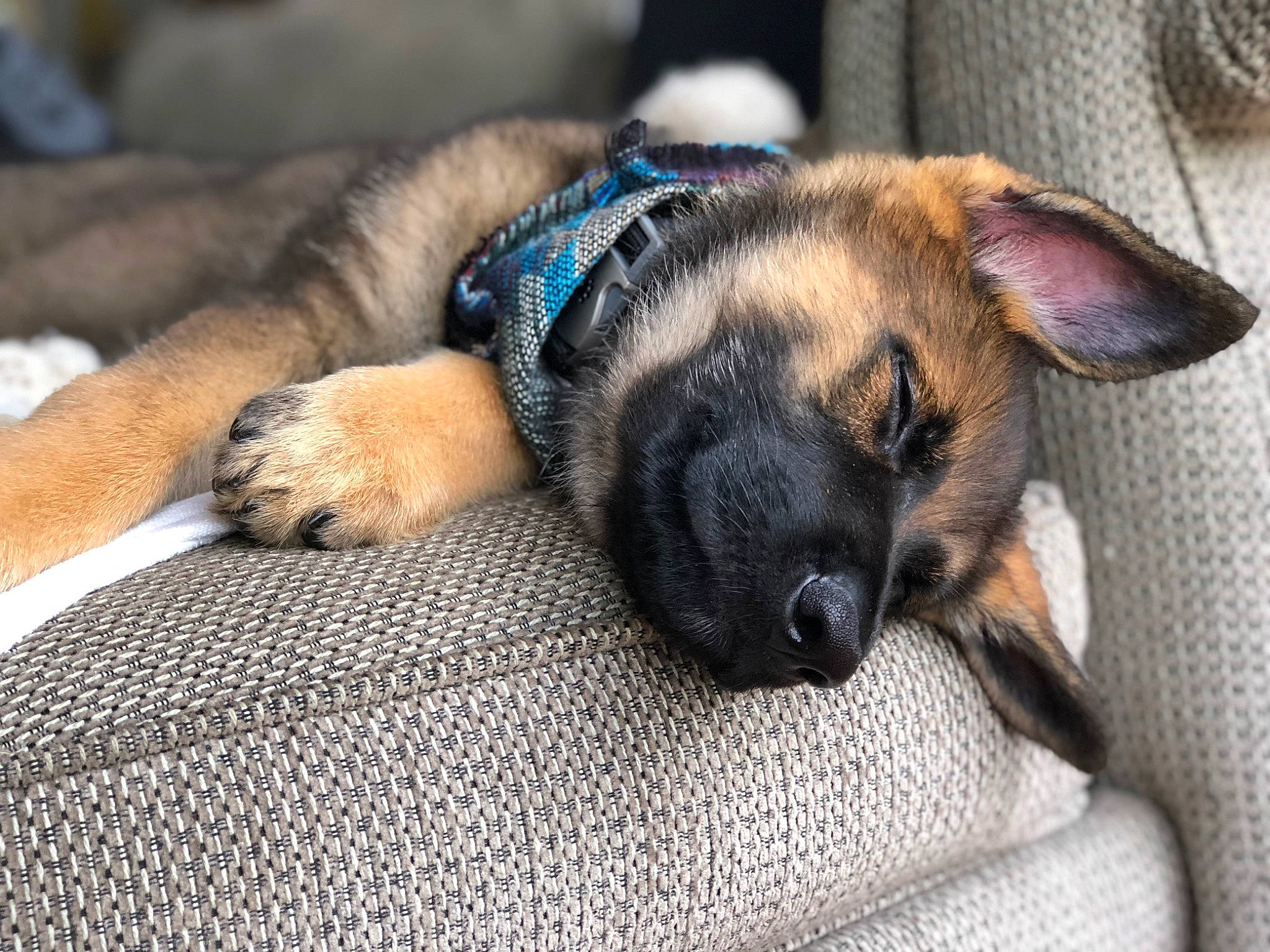 Stark is registered to the contest to win money with this photo: canidae, carnivore, dog, dog_breed, fawn, german_shepherd_dog, mammal, nap, norwegian_elkhound, paw, puppy, sleep, snout, vertebrate