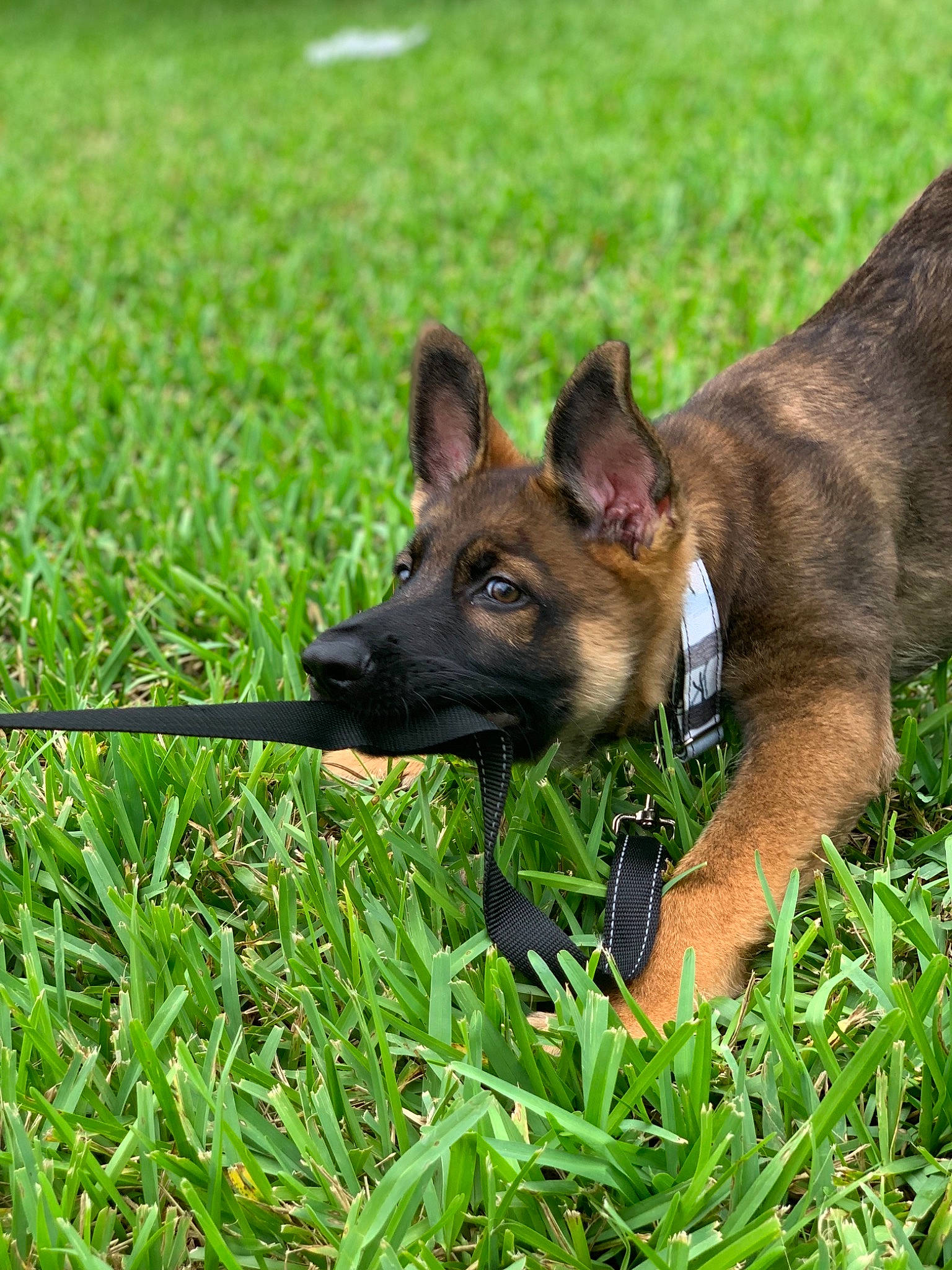 Stark is registered to the contest to win money with this photo: australian_kelpie, belgian_shepherd, belgian_shepherd_malinois, canidae, carnivore, dog, dog_breed, dutch_shepherd_dog, fawn, german_shepherd_dog, grass, kunming_wolfdog, mammal, plant, police_dog, rare_breed_dog, shiloh_shepherd_dog, snout, vertebrate, working_dog