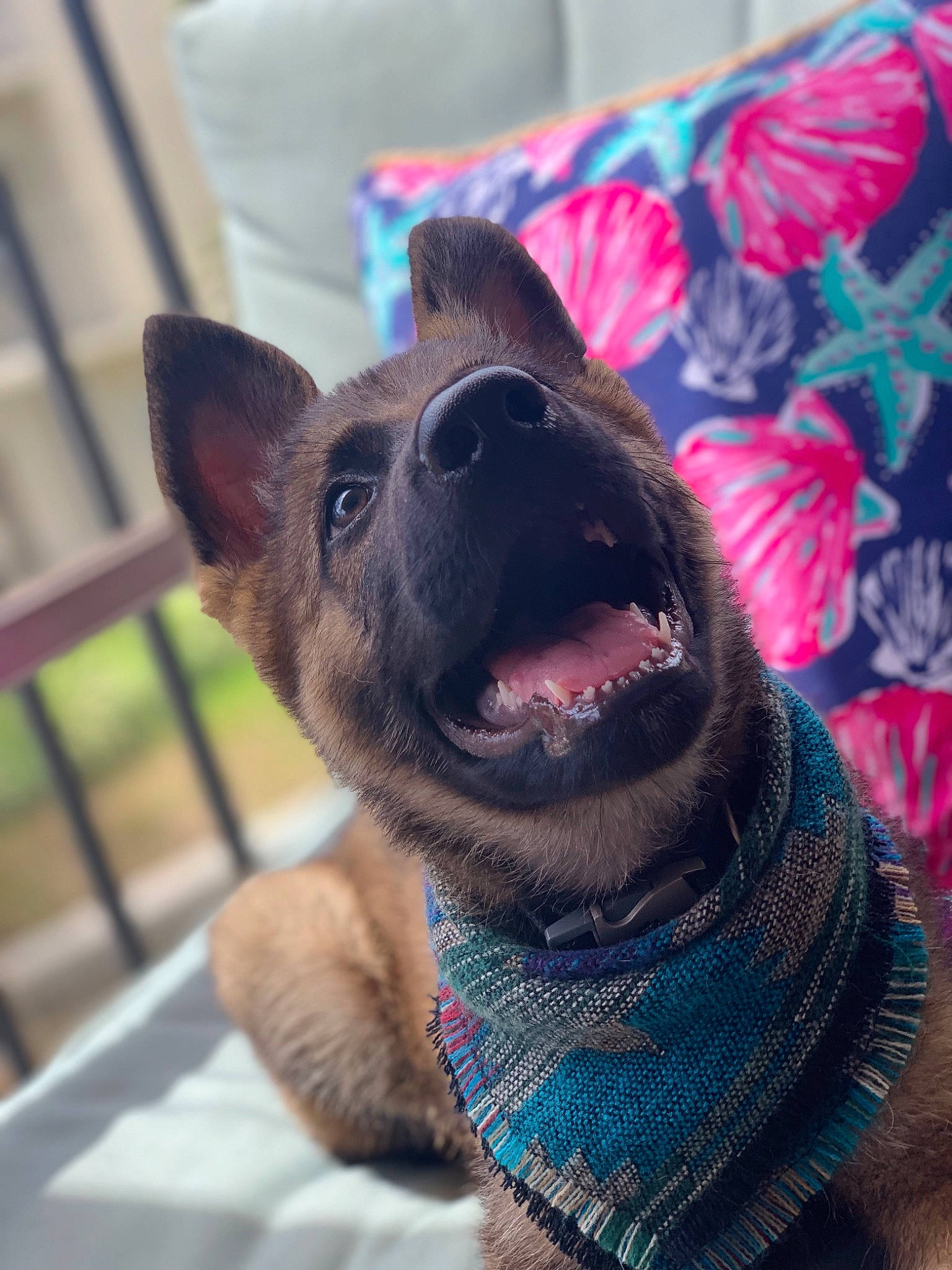 Stark joined the competition — help win amazing prizes! canidae, carnivore, dog, dog_breed, fawn, formosan_mountain_dog, nose, puppy, rare_breed_dog, snout, whiskers