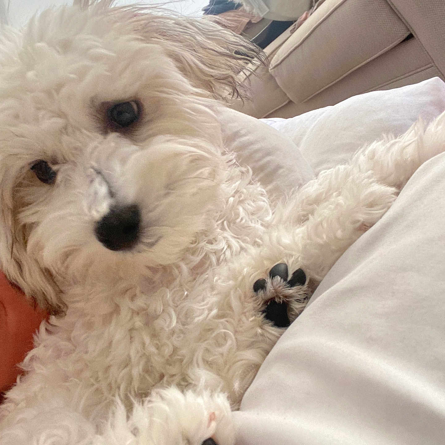 Teddy Hug is registered to the contest to win money with this photo: animal, bed, bedroom, blanket, canine, couch, cushion, dog, eskimodog, furniture, homedecor, indoors, person, pet, poodle, puppy, room, sleeping, terrier, whitedog