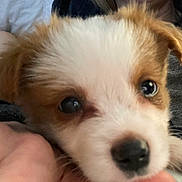 Georgygirl joined the competition — help win amazing prizes! bed, blanket, brown_white, close_up, cuddle, cute, dog, ear, eyes, fur, human_hand, indoor, nose, paw, pet, portrait, puppy, soft_texture, whiskers, young
