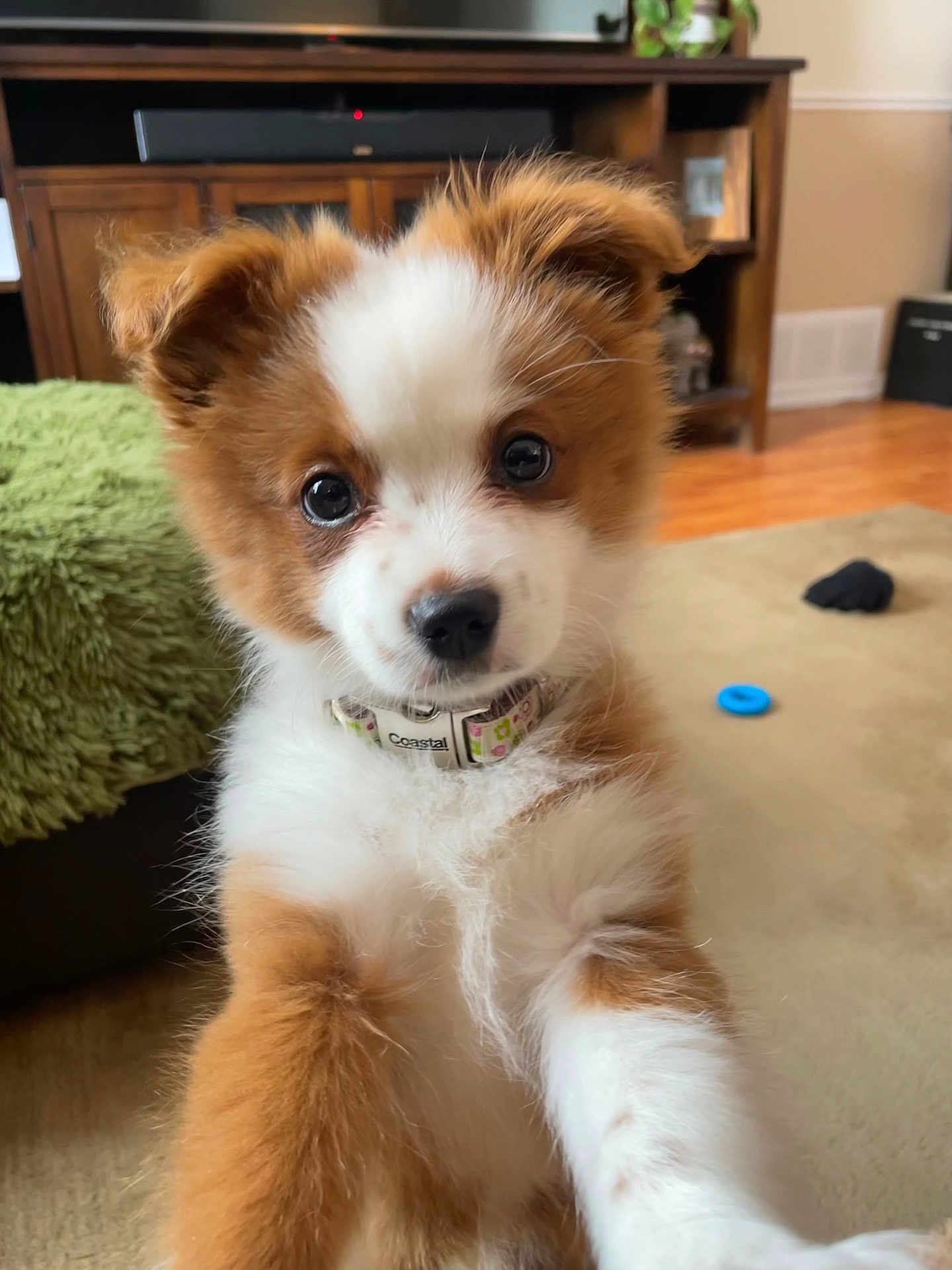 Georgygirl is registered to the contest to win money with this photo: brown_white, close_up, collar, couch, cute, dog, domestic_dog, ears, entertainment_center, eyes, fluffy, green_blanket, living_room, nose, pet, portrait, puppy, rug, toy, wood_floor