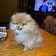 Chopper is registered to the contest to win money with this photo: animal, companion, cozy, curious, cute, dog, domestic, fluffy, fur, household, indoor, living_room, pet, pomeranian, puppy, small_dog, table, television, tv_show, wooden_table