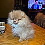 animal, companion, cozy, curious, cute, dog, domestic, fluffy, fur, household, indoor, living_room, pet, pomeranian, puppy, small_dog, table, television, tv_show, wooden_table