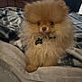 Chopper is registered to the contest to win money with this photo: animal, bed, blanket, brown, collar, companion, cozy, cute, dog, domestic_animal, fluffy, fur, indoor, indoor_lighting, pet, pomeranian, puppy, resting, small_dog, tag