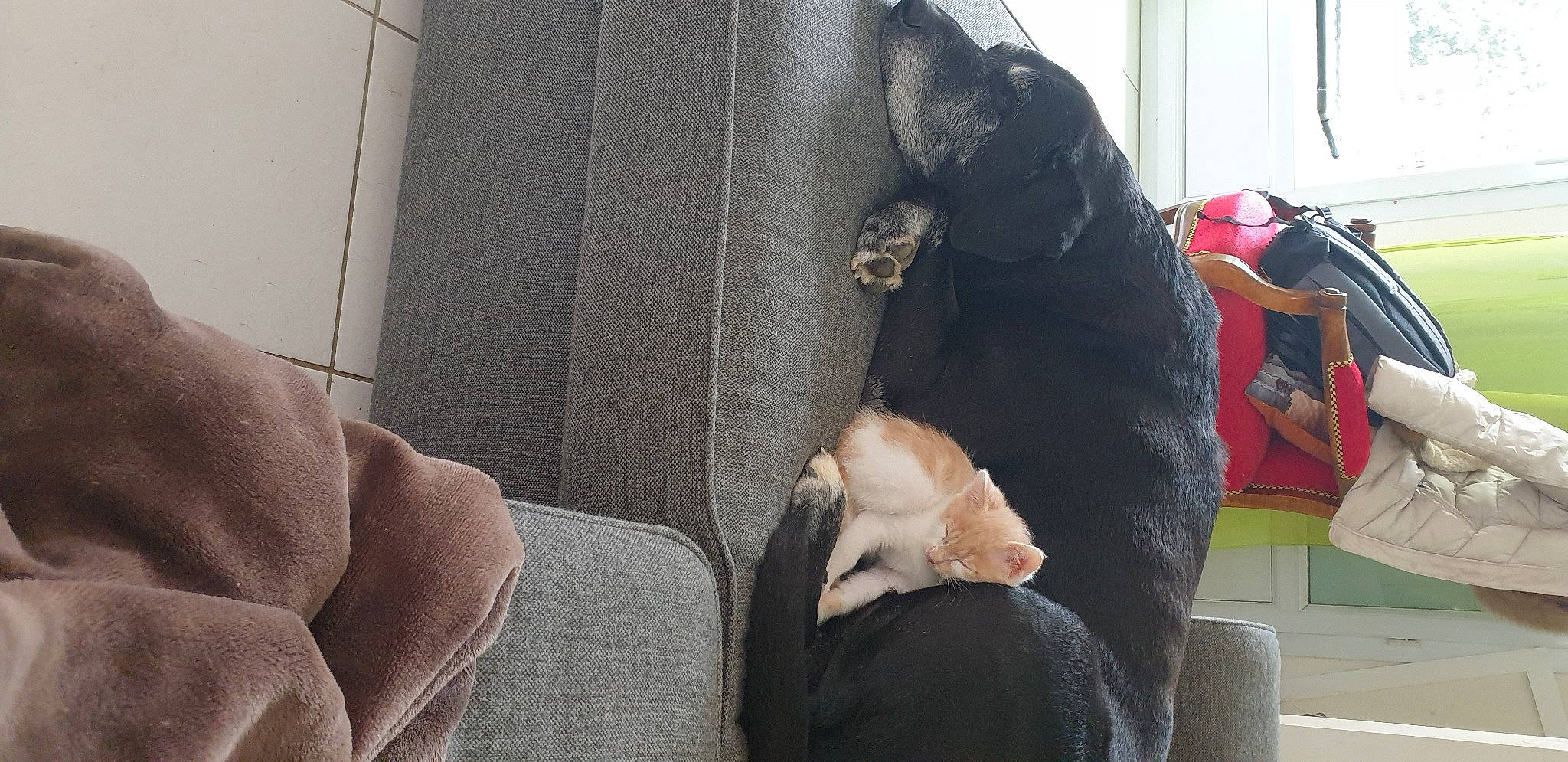 Falko a rejoint le concours — aidez-le/la à gagner de superbes lots ! bag, car_seat, car_seat_cover, carnivore, cat, comfort, companion_dog, dog_breed, domestic_short_haired_cat, fawn, felidae, fur, head_restraint, luggage_and_bags, sitting, small_to_medium_sized_cats, sporting_group, tail, vehicle_door, whiskers