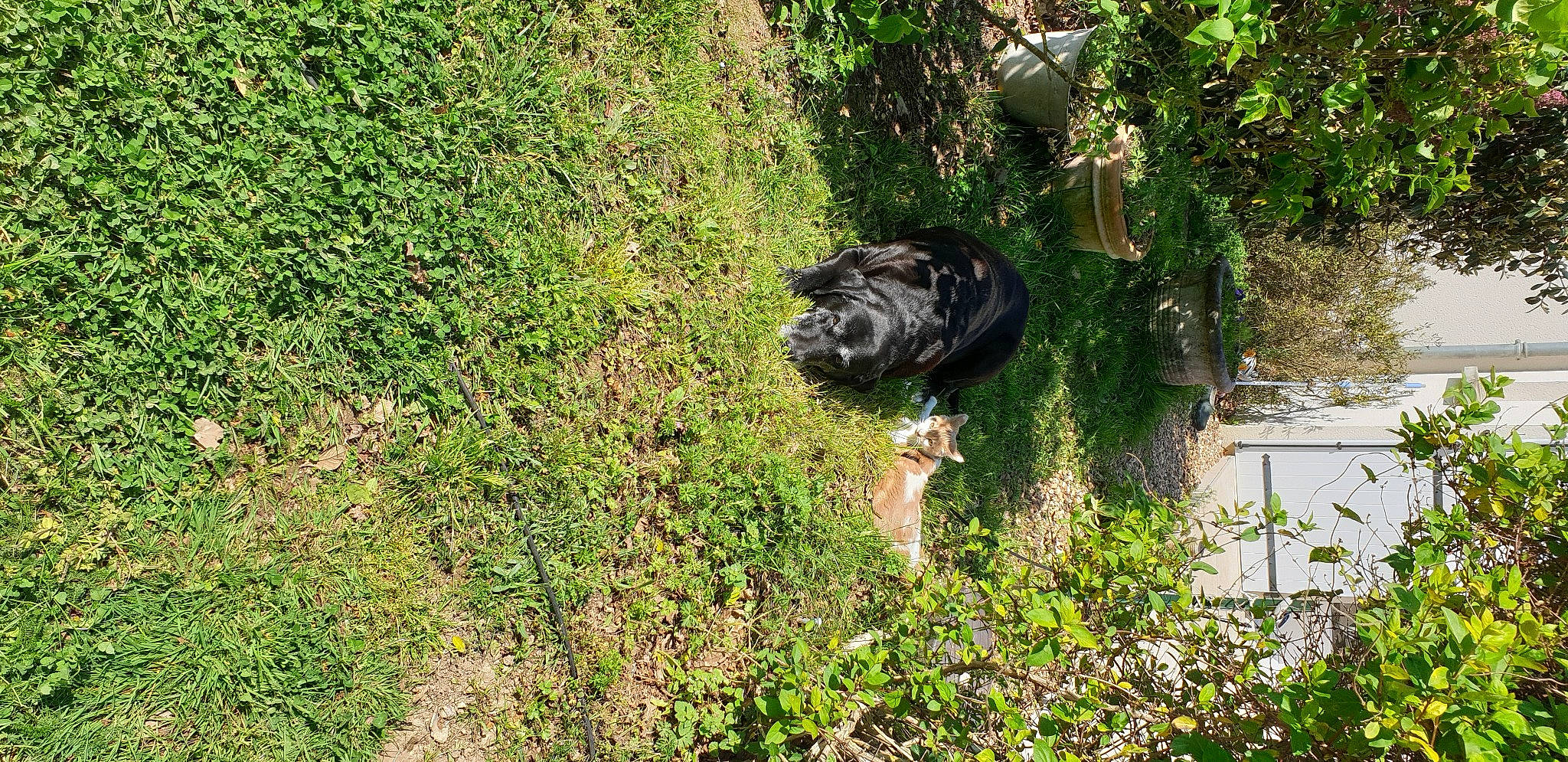 Falko participe au concours pour gagner de l'argent avec cette photo : automotive_tire, canidae, carnivore, dog, dog_breed, felidae, grass, grass_family, grassland, groundcover, plant, sculpture, shrub, soil, sporting_group, terrestrial_animal, tire, trunk, watercourse, working_animal