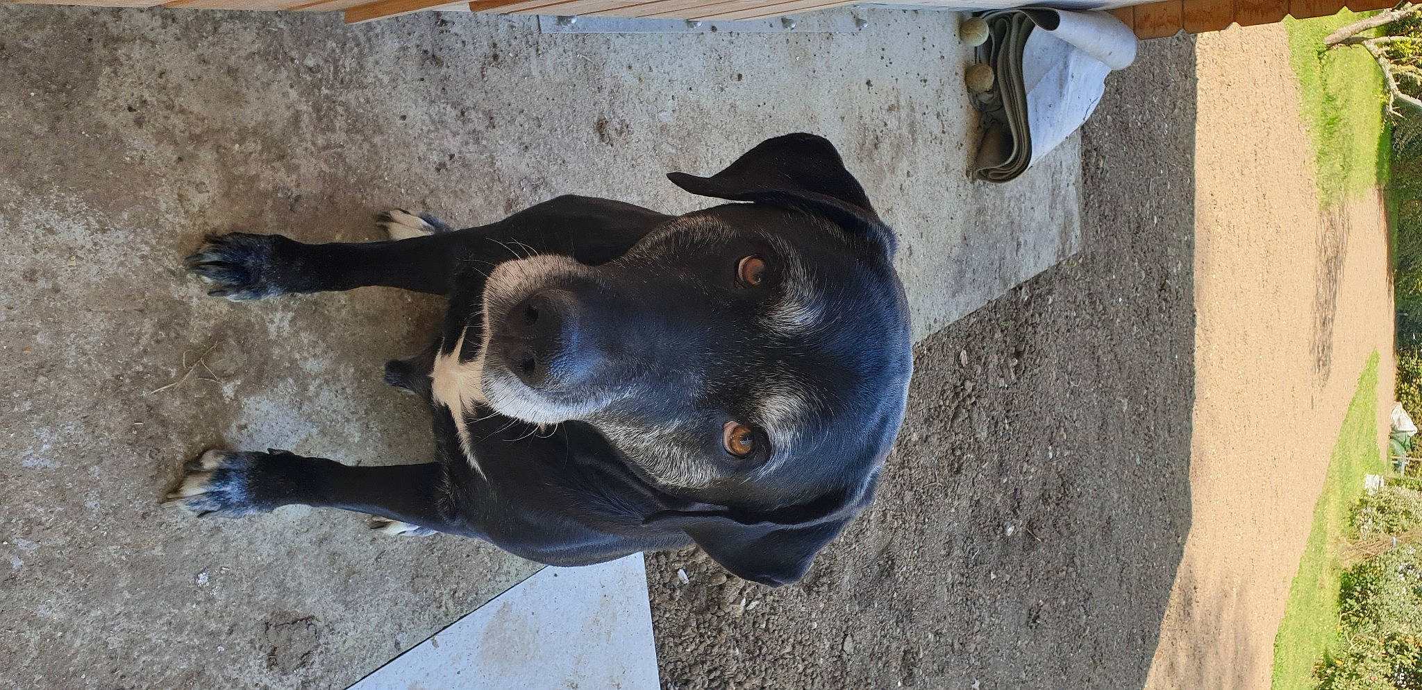 Falko a rejoint le concours — aidez-le/la à gagner de superbes lots ! canidae, carnivore, collar, concrete, dog, dog_breed, dog_collar, electric_blue, fawn, guard_dog, hunting_dog, natural_material, non_sporting_group, pet_supply, sand, snout, sporting_group, terrestrial_animal, working_animal, working_dog