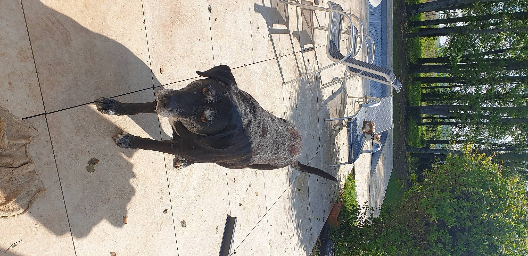 Falko participe au concours pour gagner de l'argent avec cette photo : art, asphalt, canidae, carnivore, collar, dog, dog_breed, dog_collar, fawn, leash, pet_supply, plant, road_surface, shadow, sidewalk, snout, sporting_group, tail, tree, working_animal