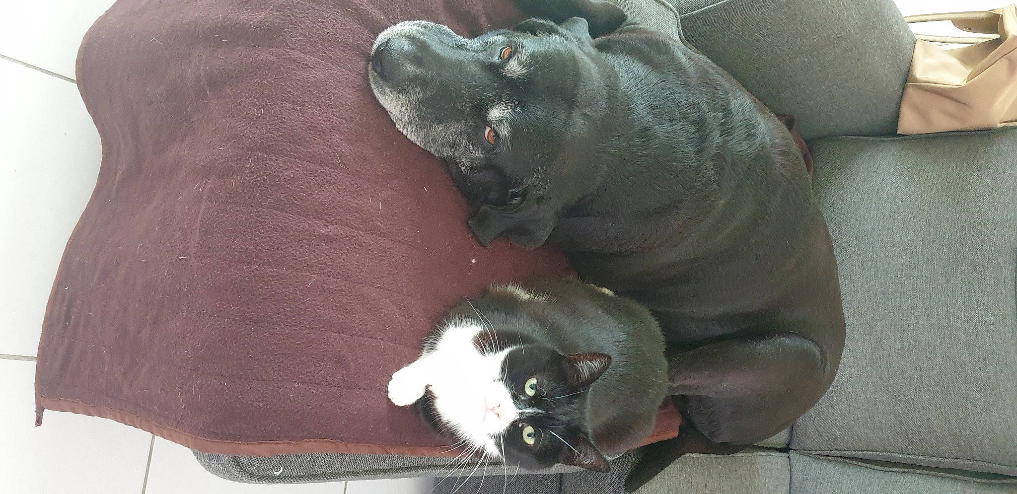 Linus a rejoint le concours — aidez-le/la à gagner de superbes lots ! canidae, carnivore, cat, comfort, companion_dog, dog, dog_breed, domestic_short_haired_cat, fawn, felidae, fur, grey, paw, small_to_medium_sized_cats, snout, sporting_group, tail, terrestrial_animal, whiskers, working_animal