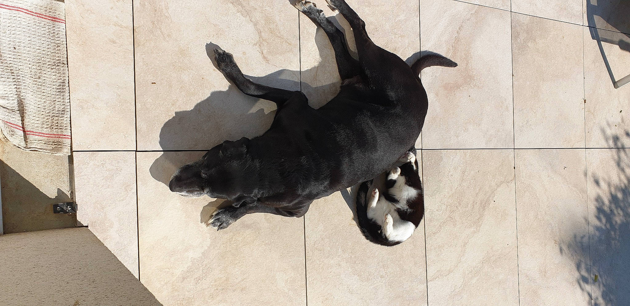 Linus a rejoint le concours — aidez-le/la à gagner de superbes lots ! art, canidae, carnivore, companion_dog, dog, dog_breed, flooring, fur, guard_dog, mammal, non_sporting_group, paw, shadow, snout, sporting_group, street_dog, tail, terrestrial_animal, vertebrate, working_animal