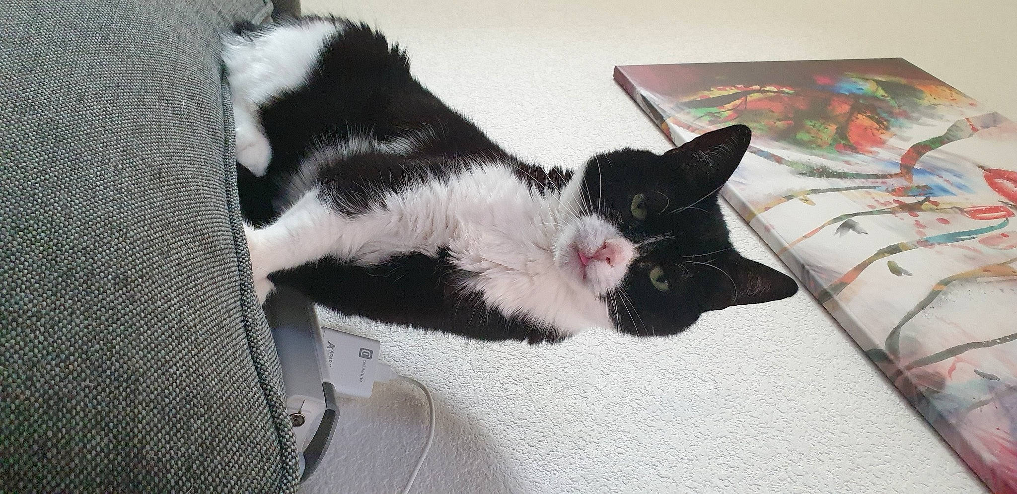 Linus a rejoint le concours — aidez-le/la à gagner de superbes lots ! black_cat, canidae, carmine, carnivore, cat, claw, comfort, dog_breed, domestic_short_haired_cat, felidae, foot, fur, grey, linens, nap, paw, room, small_to_medium_sized_cats, tail, whiskers