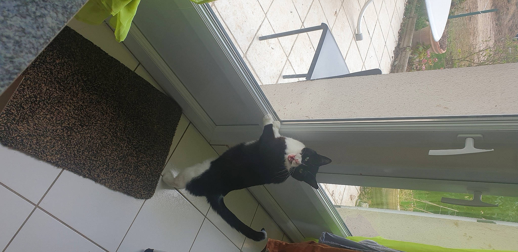 Linus a rejoint le concours — aidez-le/la à gagner de superbes lots ! automotive_exterior, building, carnivore, cat, comfort, daylighting, design, felidae, fixture, light, line, material_property, roof, shade, small_to_medium_sized_cats, tail, tints_and_shades, vehicle_door, white, window