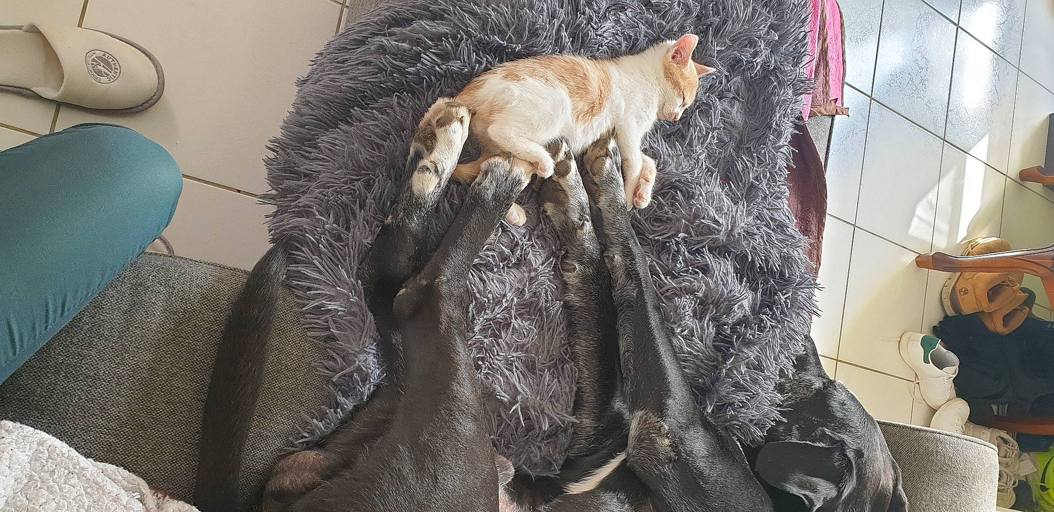 Ralph participe au concours pour gagner de l'argent avec cette photo : animal_product, carnivore, cat, claw, comfort, dog_breed, domestic_short_haired_cat, fawn, felidae, fur, fur_clothing, grey, mechanical_fan, natural_material, small_to_medium_sized_cats, tail, terrestrial_animal, textile, whiskers, wool