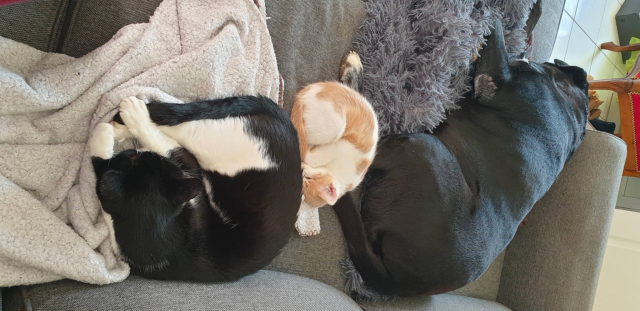 Ralph participe au concours pour gagner de l'argent avec cette photo : carnivore, cat, cat_bed, comfort, companion_dog, dog_breed, fawn, felidae, fur, hat, linens, paw, small_to_medium_sized_cats, snout, sporting_group, stuffed_toy, tail, terrestrial_animal, toy, whiskers