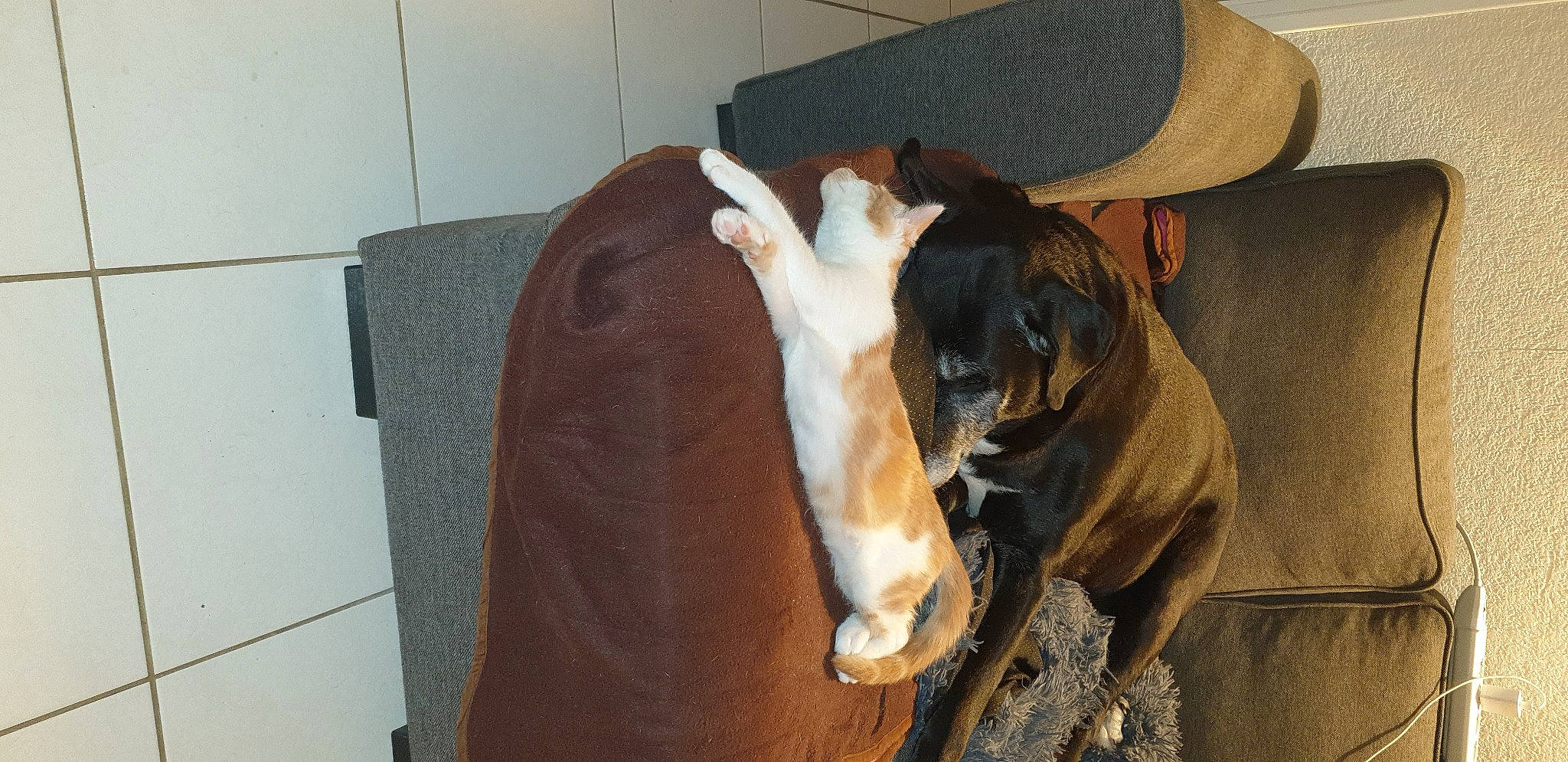 Ralph a rejoint le concours — aidez-le/la à gagner de superbes lots ! carnivore, collar, comfort, companion_dog, dog, dog_breed, fawn, fedora, felidae, flooring, fur, hardwood, hat, small_to_medium_sized_cats, sun_hat, tail, vertebrate, whiskers, wood, working_animal