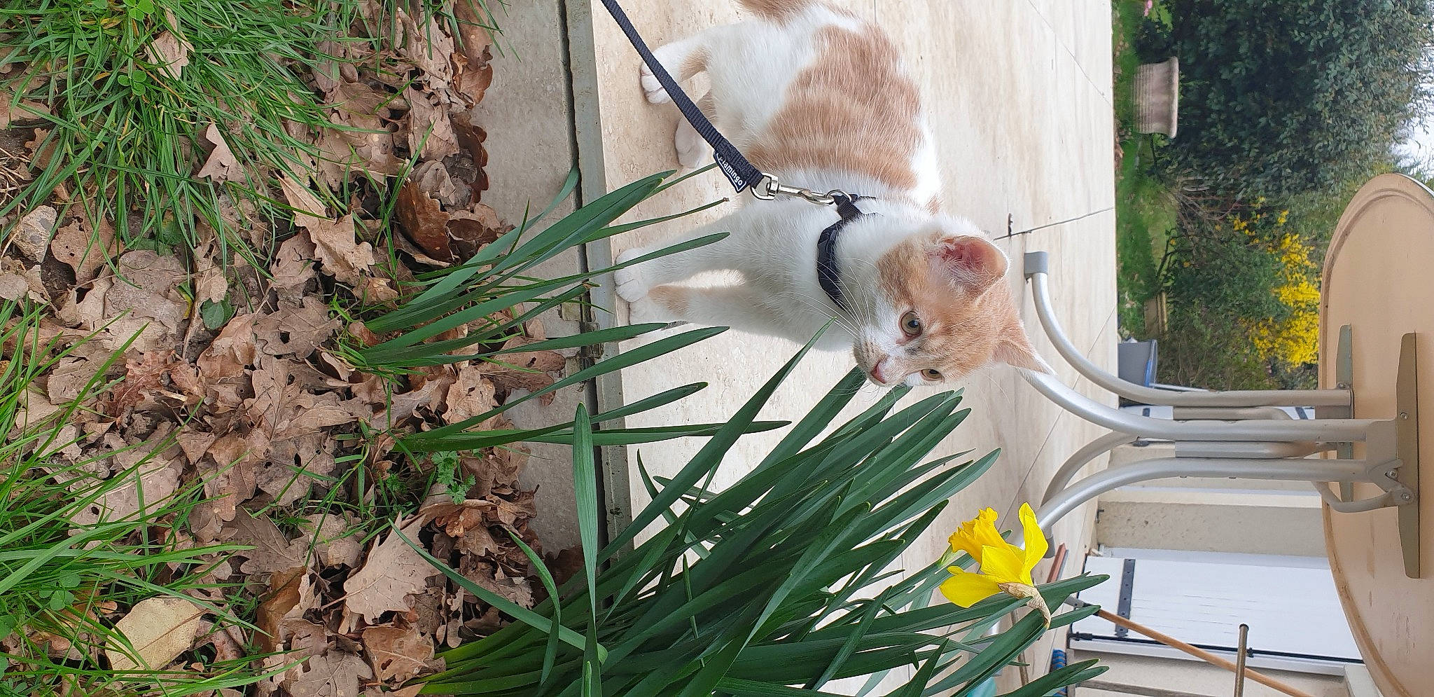 Ralph participe au concours pour gagner de l'argent avec cette photo : carnivore, cat, collar, companion_dog, domestic_short_haired_cat, fawn, felidae, flower, flowerpot, fur, grass, plant, porch, small_to_medium_sized_cats, sporting_group, tail, twig, vertebrate, whiskers, wood