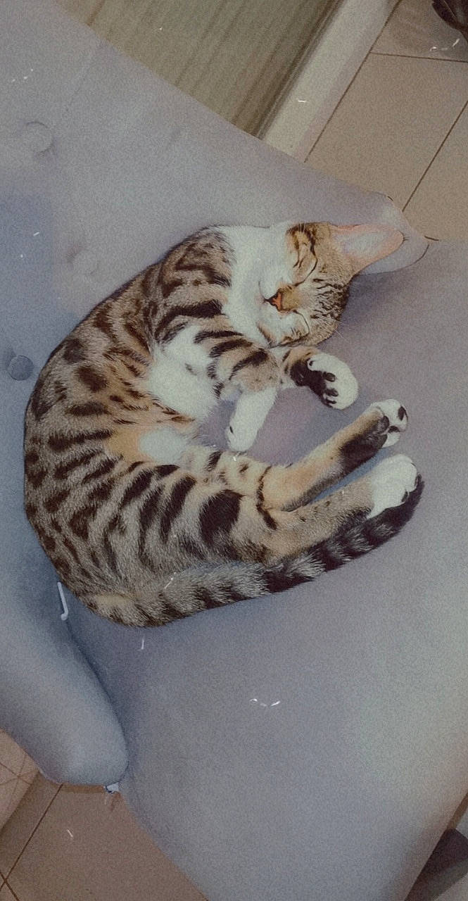 Prince participe au concours pour gagner de l'argent avec cette photo : carnivore, cat, domestic_short_haired_cat, door, eye, fawn, felidae, fur, head, paw, small_to_medium_sized_cats, snout, tail, terrestrial_animal, whiskers, wildlife