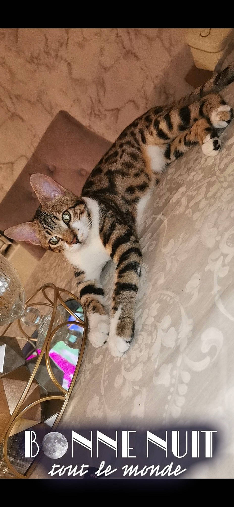 Prince a rejoint le concours — aidez-le/la à gagner de superbes lots ! bed, carnivore, cat, cat_bed, claw, comfort, couch, domestic_short_haired_cat, fawn, felidae, fur, metal, paw, room, small_to_medium_sized_cats, snout, tail, terrestrial_animal, whiskers, wire