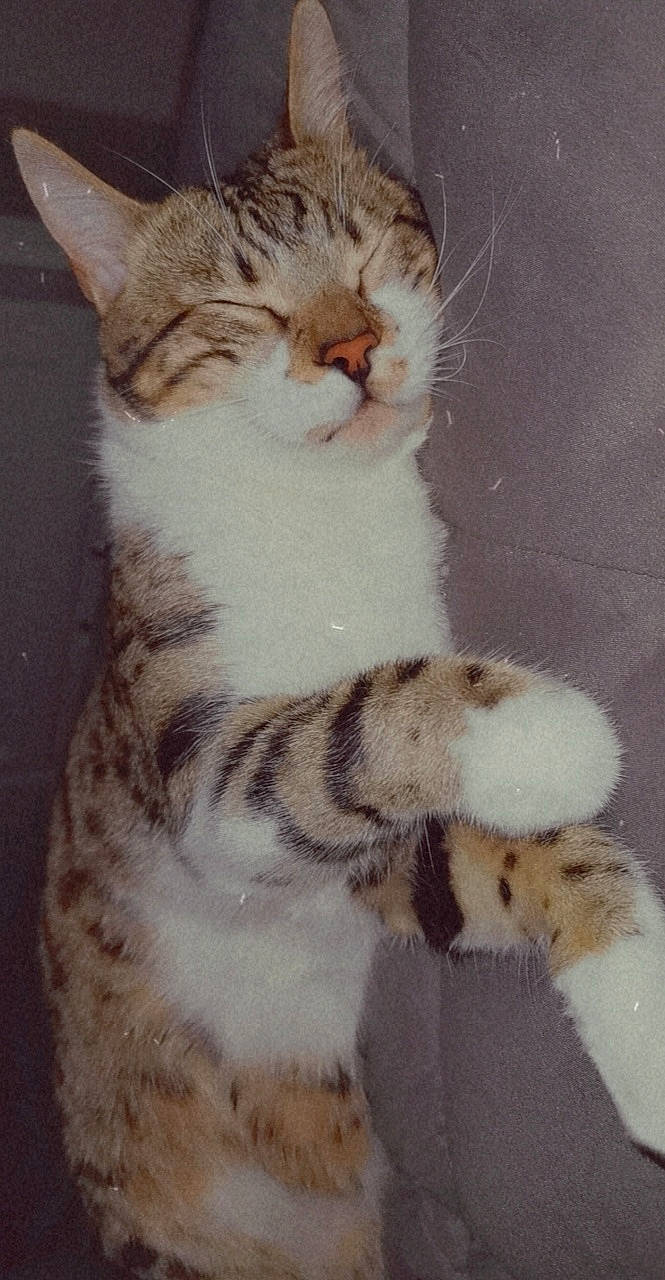 Prince participe au concours pour gagner de l'argent avec cette photo : carnivore, cat, claw, domestic_short_haired_cat, ear, eye, fawn, felidae, foot, fur, hair, leg, paw, small_to_medium_sized_cats, snout, tail, terrestrial_animal, whiskers, wildlife, window