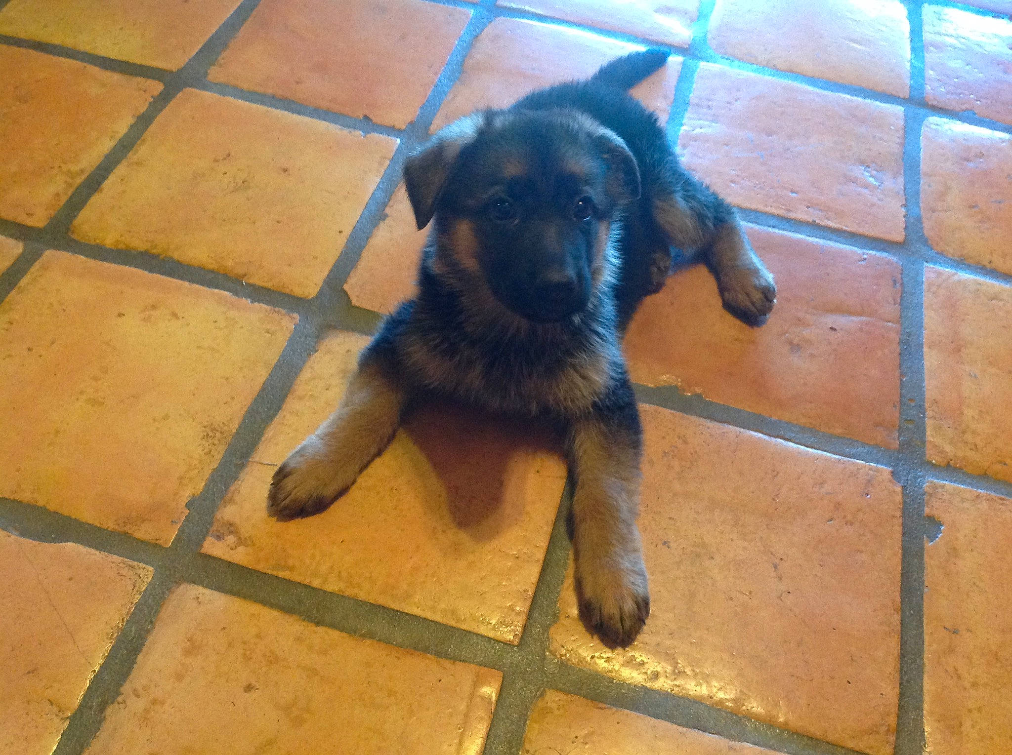 Sierra joined the competition — help win amazing prizes! borador, canidae, carnivore, companion_dog, dog, dog_breed, fawn, flooring, fur, guard_dog, liver, shadow, snout, sporting_group, street_dog, tail, terrestrial_animal, tints_and_shades, working_animal, working_dog