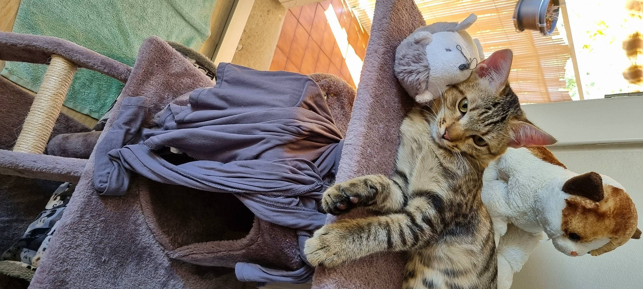 Tao a rejoint le concours — aidez-le/la à gagner de superbes lots ! carnivore, cat, claw, comfort, domestic_short_haired_cat, fawn, felidae, fur, linens, paw, small_to_medium_sized_cats, snout, tail, terrestrial_animal, whiskers, wood