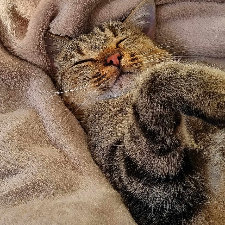 Tao participe au concours pour gagner de l'argent avec cette photo : abyssinian, animal, bed, bedroom, blanket, cat, couch, face, furniture, homedecor, indoors, kitten, linen, manx, person, pet, quilt, room, sleeping, towel