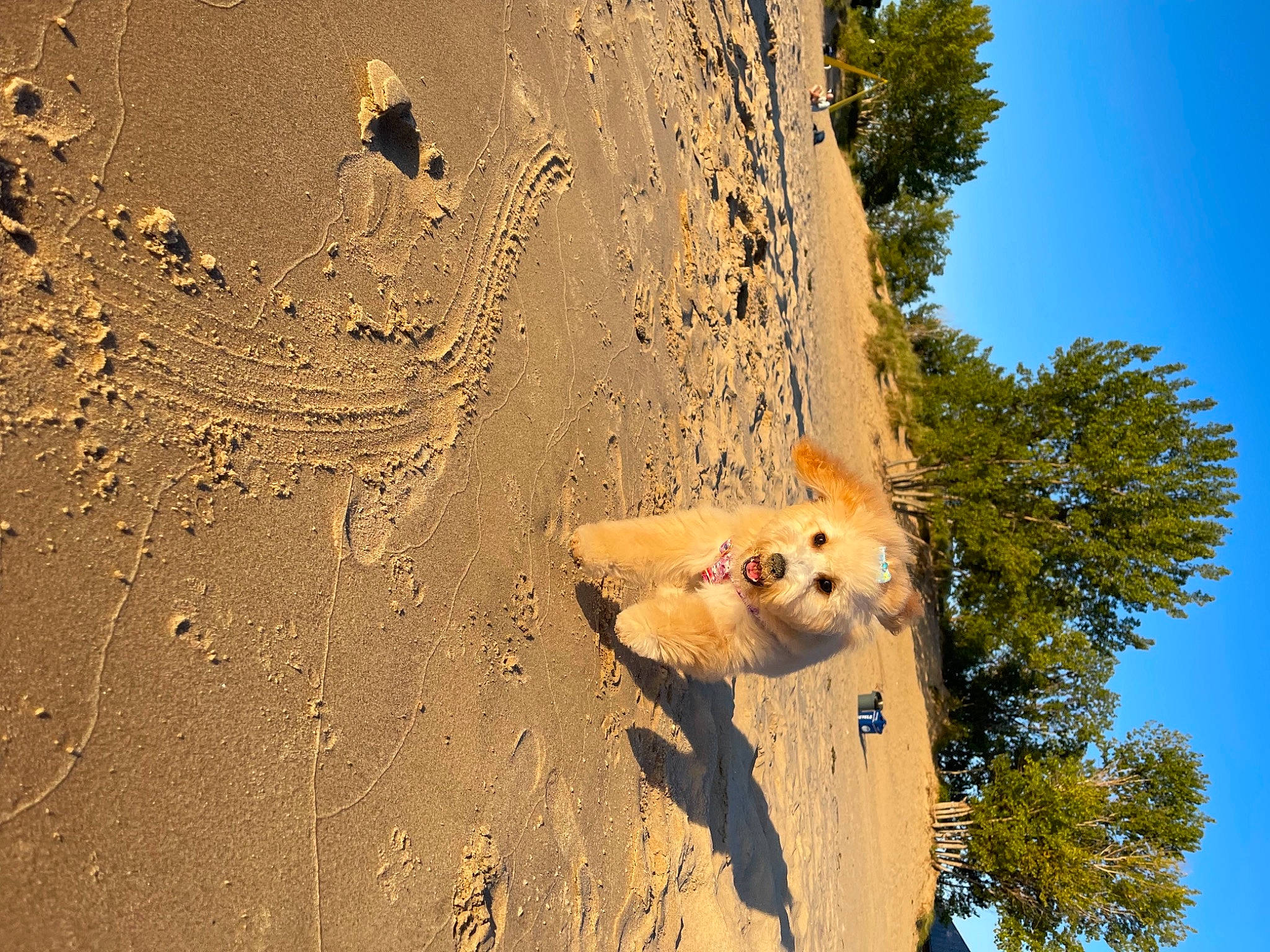 Berkeley joined the competition — help win amazing prizes! biome, branch, carnivore, dog, fawn, grass, happy, landscape, mammal, organism, plant, sky, snout, tints_and_shades, tree, trunk, vertebrate, wall, window, wood