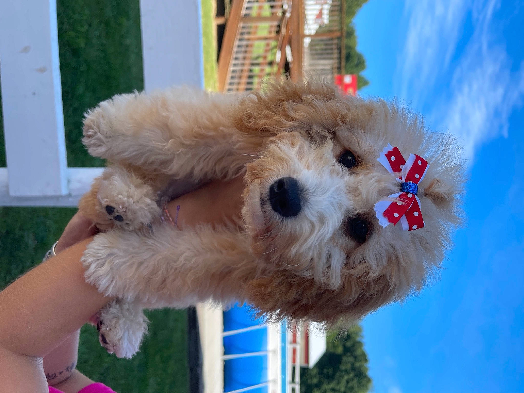 Berkeley is registered to the contest to win money with this photo: blue, canidae, carnivore, cloud, collar, companion_dog, dog, dog_breed, event, fawn, fur, sky, snout, sporting_group, stuffed_toy, sunglasses, terrier, toy, toy_dog, working_animal