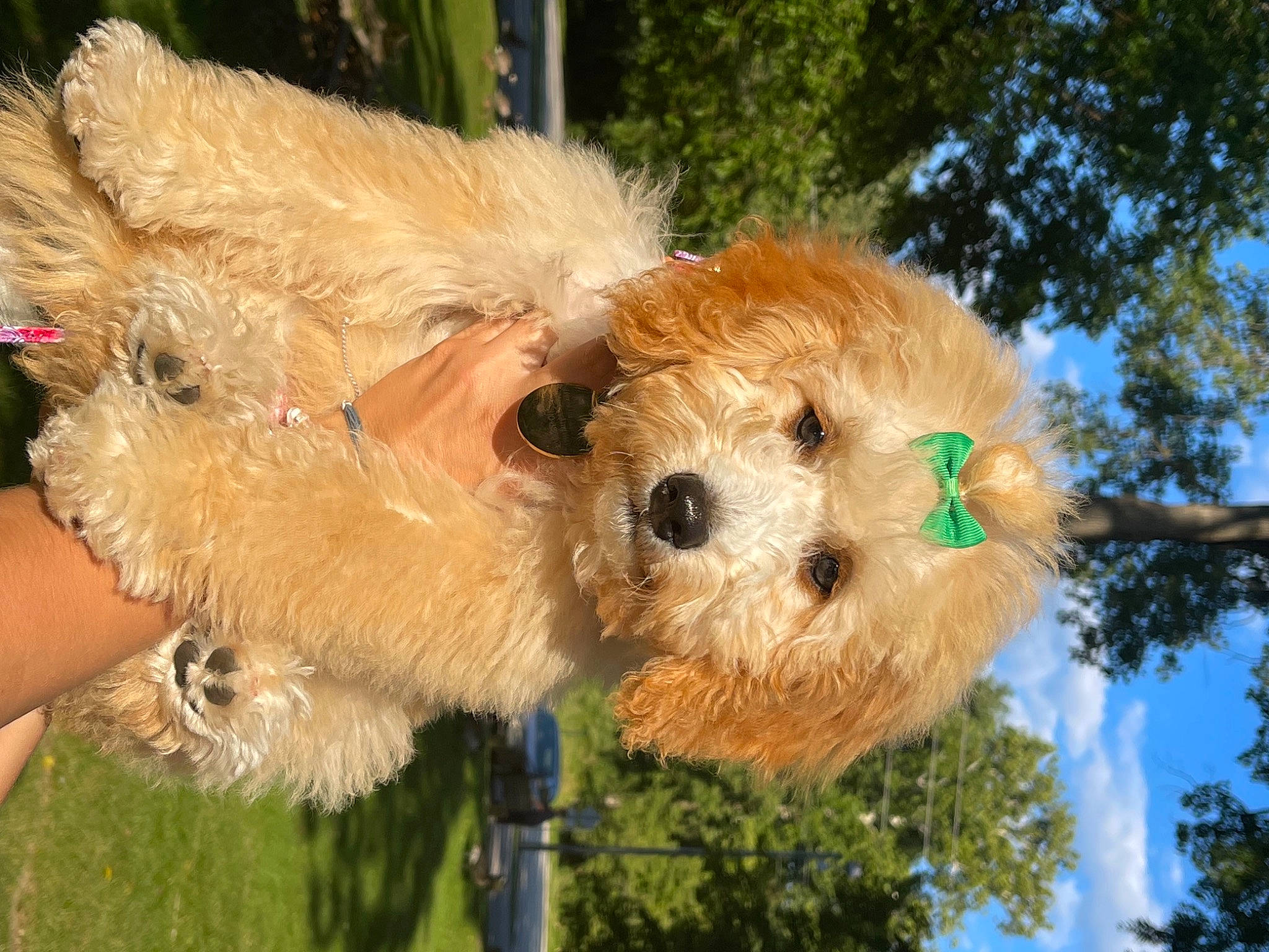 Berkeley joined the competition — help win amazing prizes! canidae, carnivore, companion_dog, dog, dog_breed, dog_clothes, event, fawn, fur, plush, sky, small_terrier, snout, sporting_group, stuffed_toy, terrier, toy, toy_dog, tree, working_animal