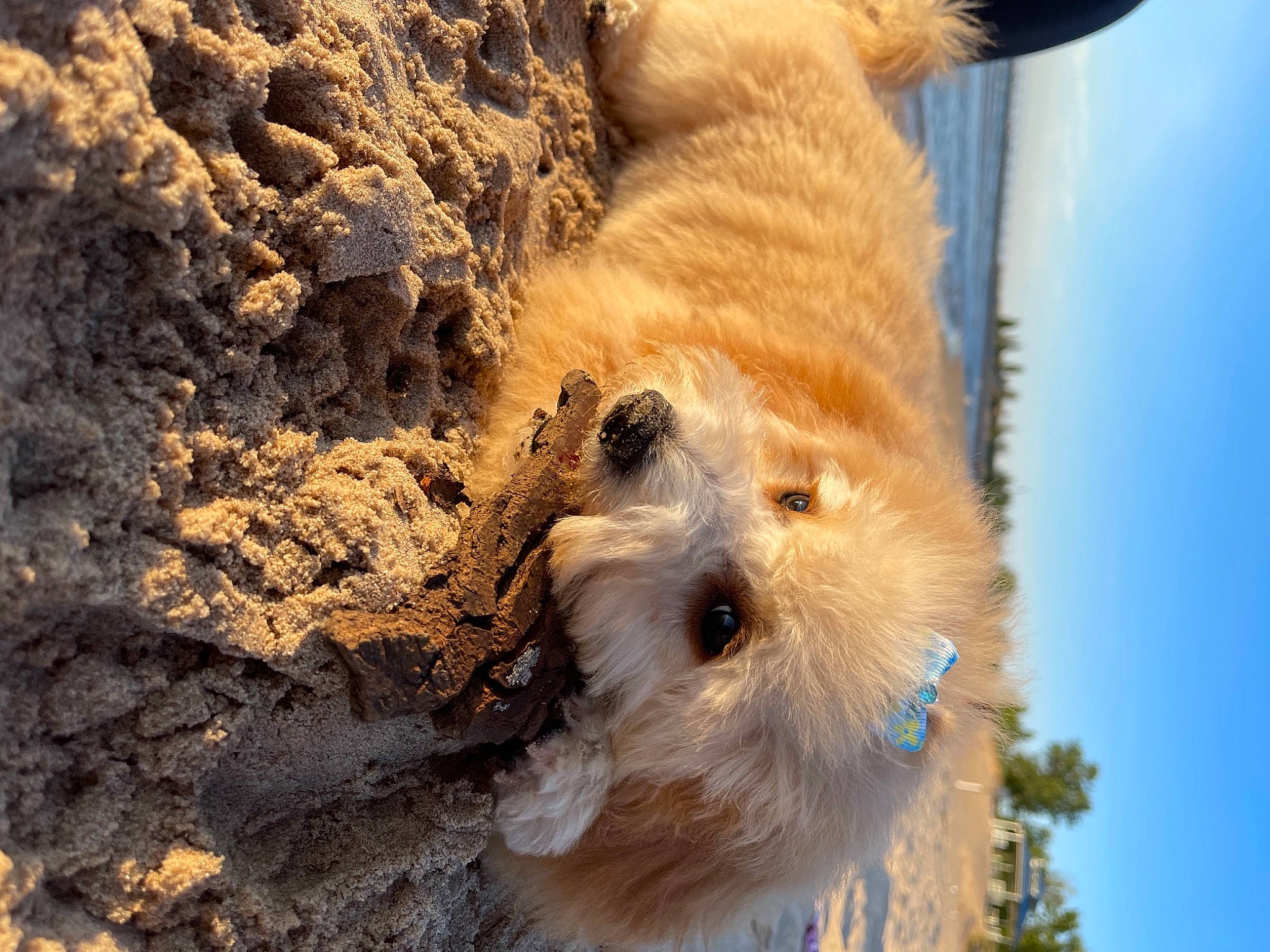 Berkeley joined the competition — help win amazing prizes! canidae, carnivore, companion_dog, dog, dog_breed, eye, fawn, fur, rock, sky, snout, soil, sporting_group, terrestrial_animal, terrier, tree, whiskers, wood, working_animal, working_terrier