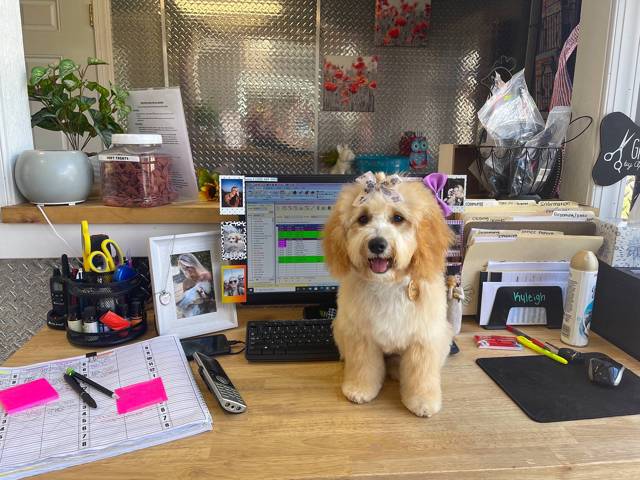 Berkeley joined the competition — help win amazing prizes! canidae, carnivore, companion_dog, dog, dog_breed, dog_clothes, dog_supply, eyewear, flooring, flowerpot, fur, houseplant, labradoodle, plant, small_terrier, snout, sporting_group, stuffed_toy, terrier, toy_dog