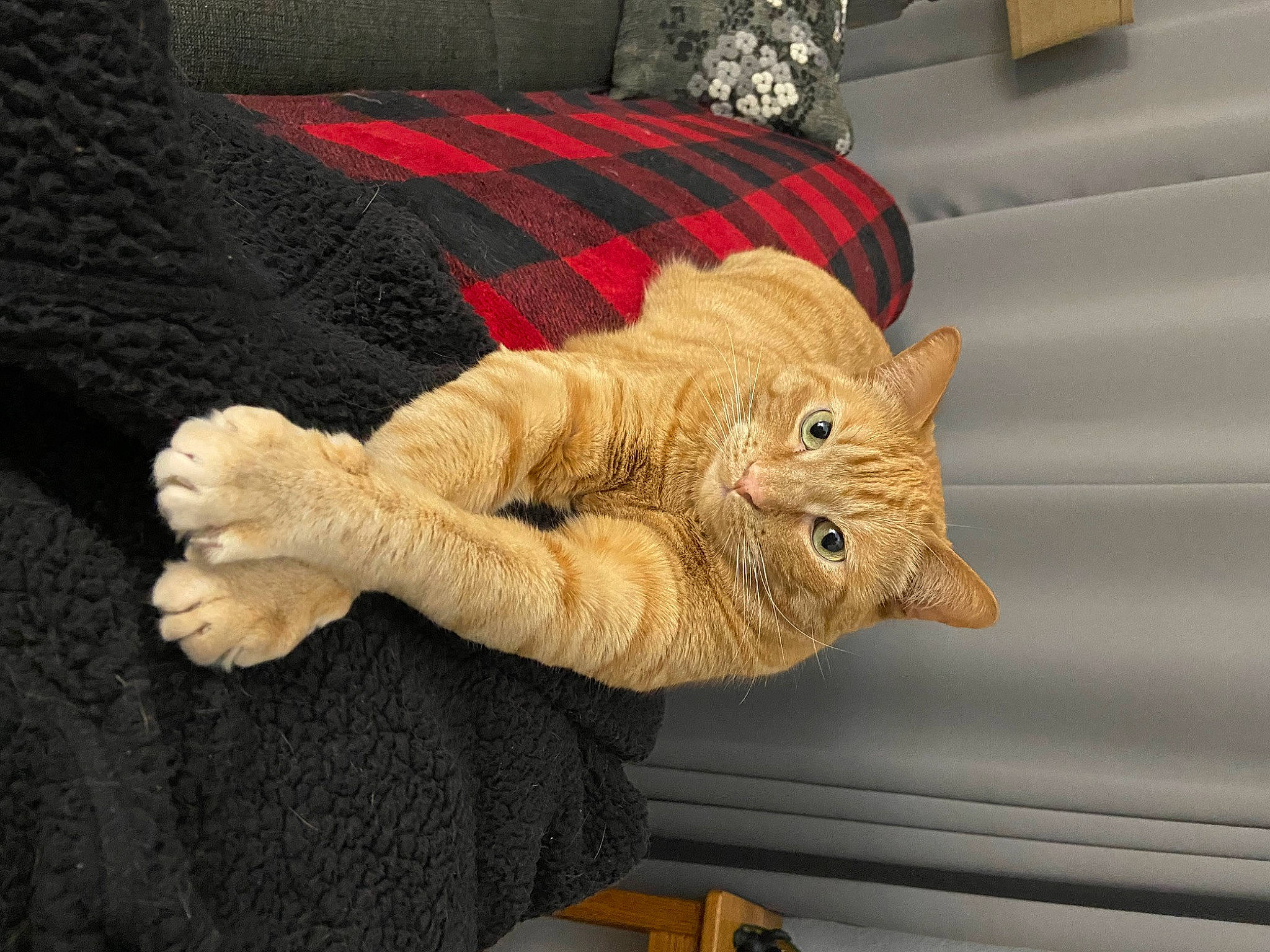 Louie is registered to the contest to win money with this photo: art, artifact, carnivore, carving, cat, comfort, creative_arts, fawn, felidae, flooring, fur, linens, natural_material, pattern, room, small_to_medium_sized_cats, tail, whiskers, wood, wool