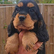 Balthazar a rejoint le concours — aidez-le/la à gagner de superbes lots ! puppy, dog, black_and_tan, fluffy, long_hair, portrait, close_up, pet, animal, puppy_face, large_eyes, nose, paws, being_held, human_hand, outdoor, backyard, wooden_fence, greenery, adorable