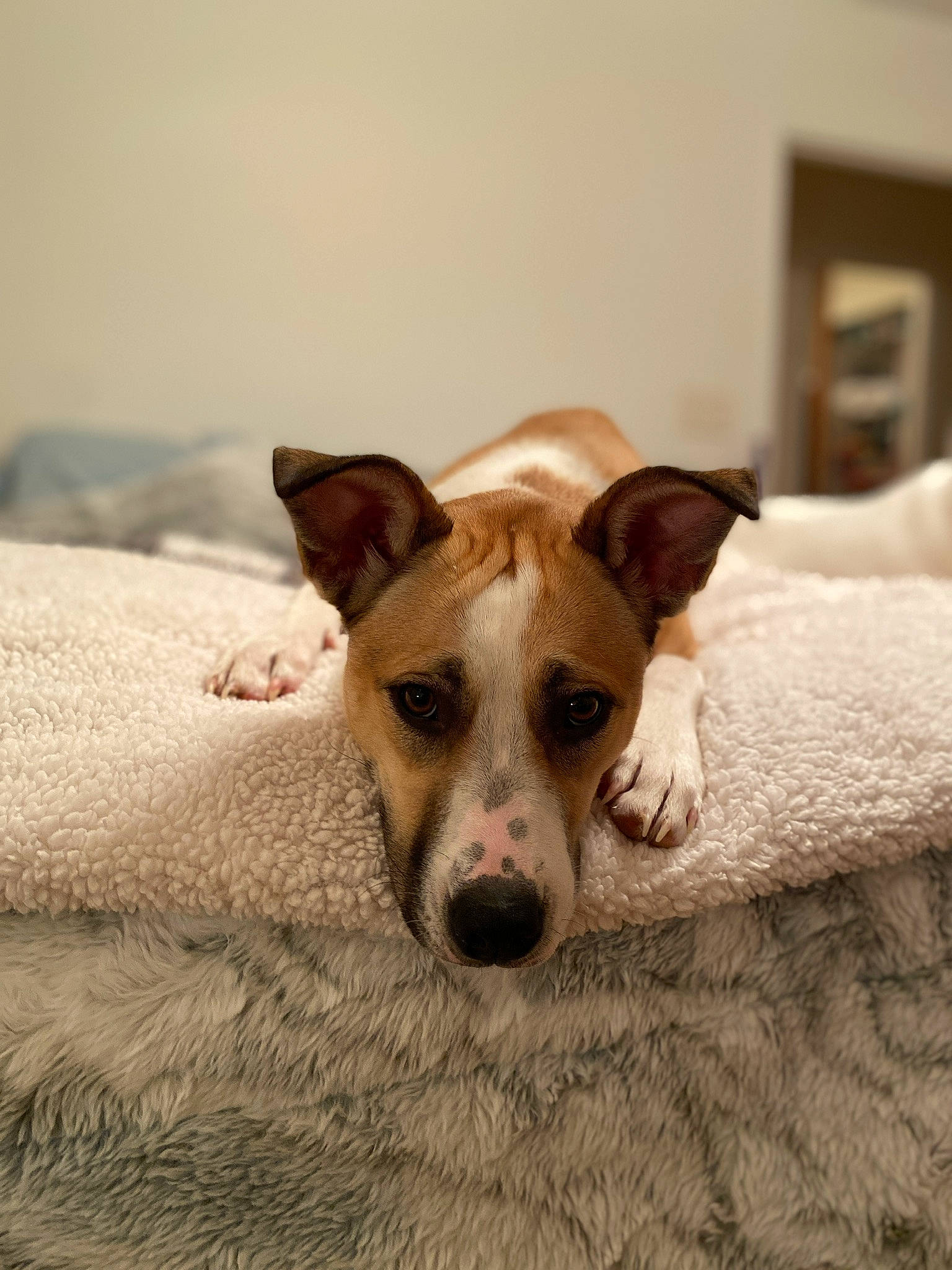 Babygirl is registered to the contest to win money with this photo: canidae, carnivore, comfort, companion_dog, dog, dog_breed, ear, fawn, flooring, linens, non_sporting_group, paw, snout, sporting_group, street_dog, terrestrial_animal, terrier, whiskers, wood, working_animal