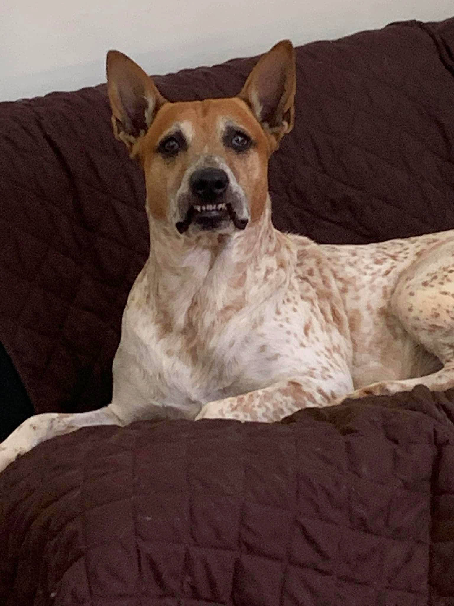 Dito joined the competition — help win amazing prizes! ancient_dog_breeds, art, canidae, carnivore, collar, comfort, companion_dog, couch, dog, dog_breed, dog_collar, fawn, non_sporting_group, snout, sporting_group, terrestrial_animal, whiskers, working_animal, working_dog, wrinkle