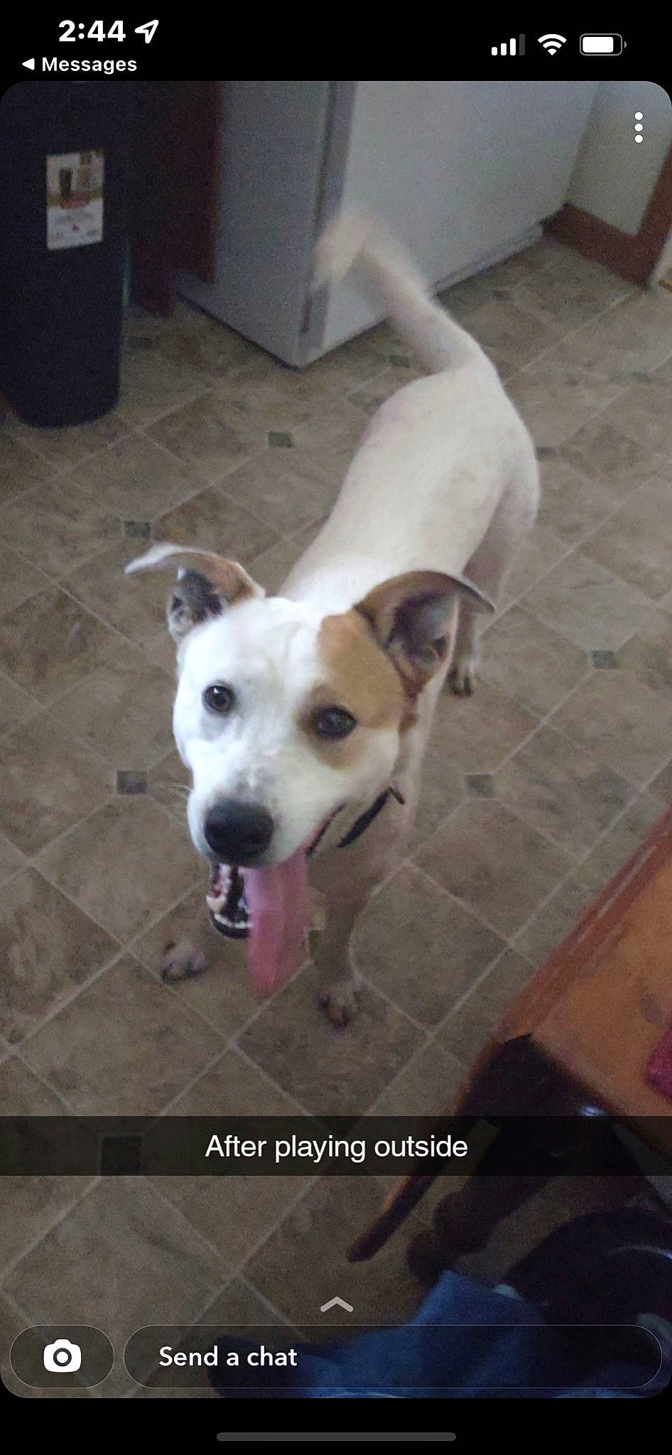 Jazzy joined the competition — help win amazing prizes! cabinetry, canidae, carnivore, collar, companion_dog, dog, dog_breed, dog_collar, dog_supply, fawn, floor, flooring, hardwood, paw, pet_supply, street_dog, tail, tile_flooring, whiskers, working_animal