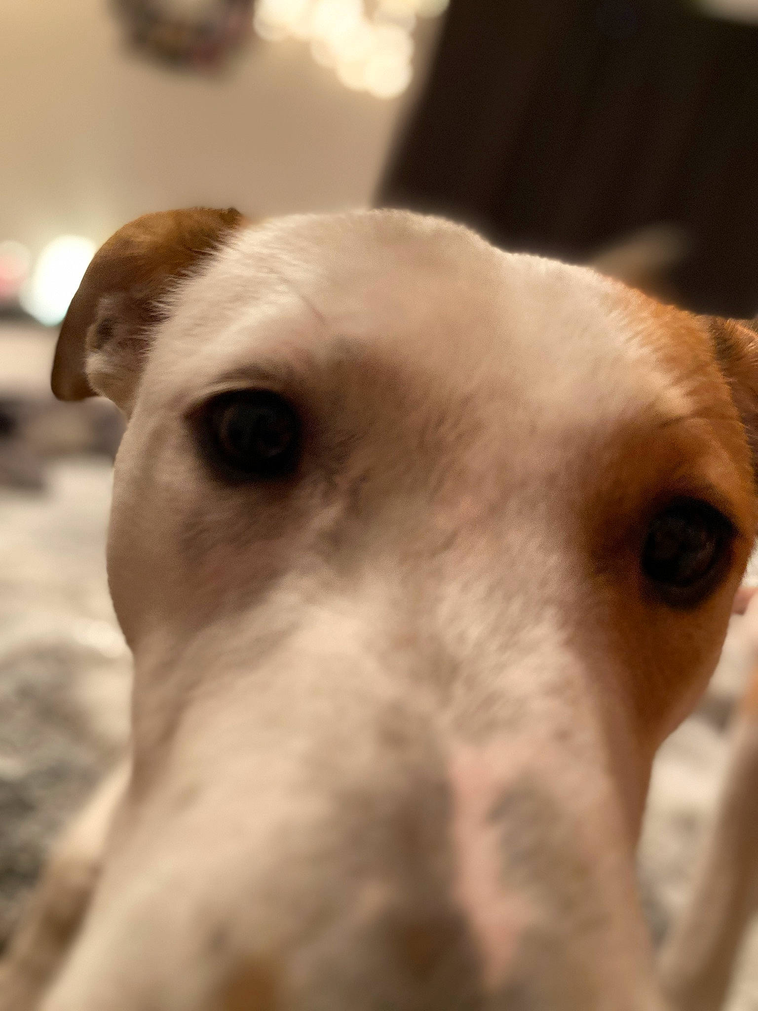 Jazzy is registered to the contest to win money with this photo: canidae, carnivore, collar, companion_dog, dog, dog_breed, ear, fawn, fur, hound, hunting_dog, monochrome, monochrome_photography, non_sporting_group, snout, sporting_group, street_dog, terrestrial_animal, whiskers, working_animal