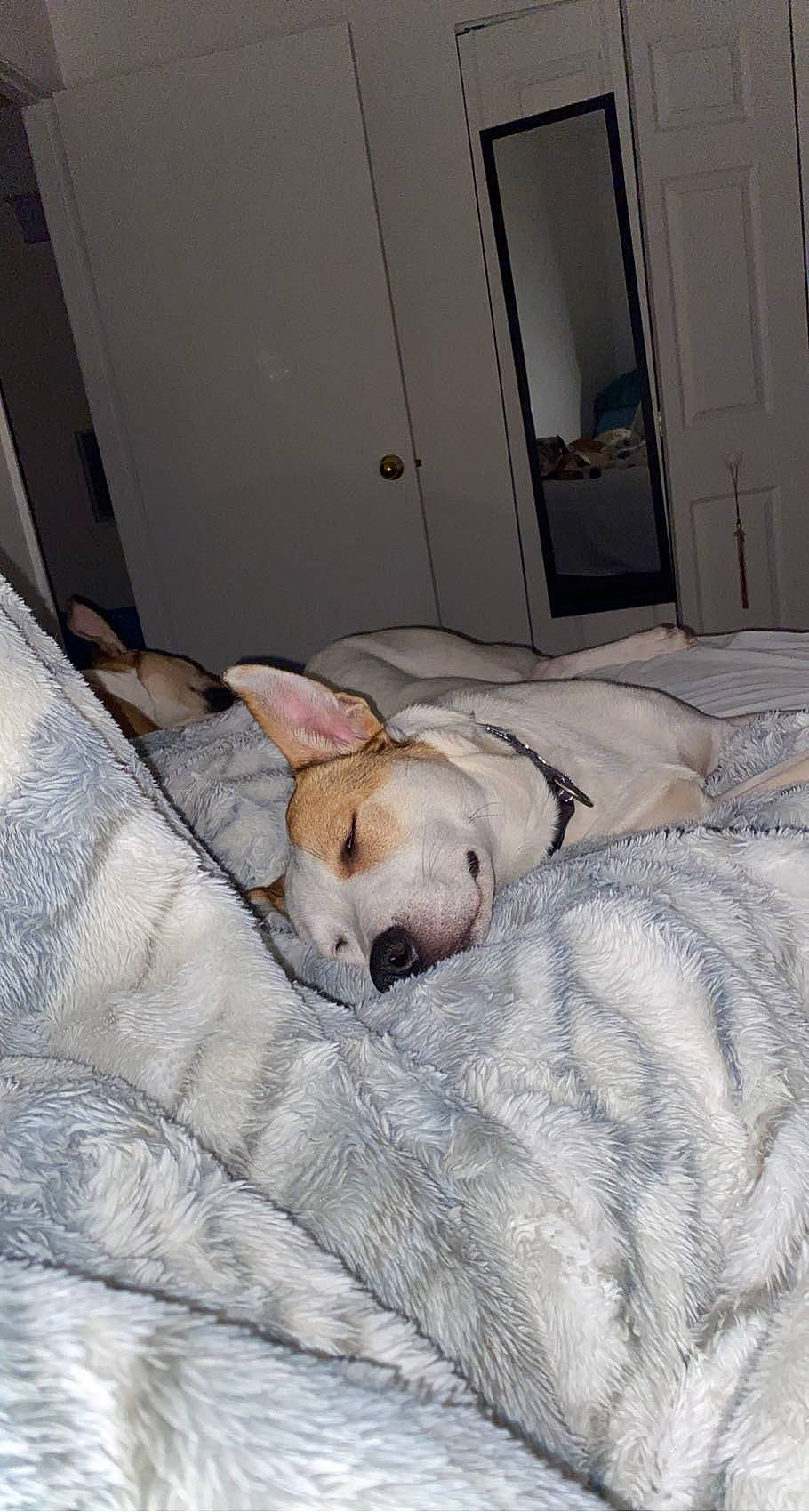 Jazzy joined the competition — help win amazing prizes! bed, bed_sheet, bedding, bedtime, canidae, carnivore, comfort, companion_dog, dog, dog_breed, door, duvet, fawn, flooring, hardwood, linens, room, snout, sporting_group, wood