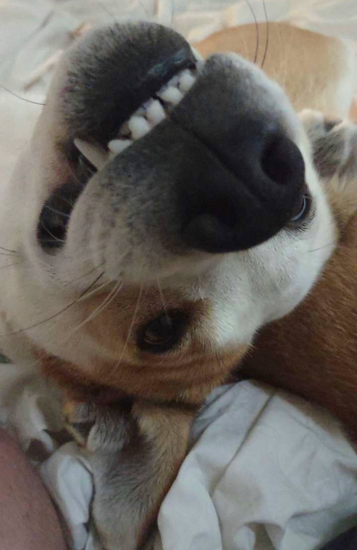 Jazzy joined the competition — help win amazing prizes! canidae, carnivore, close_up, companion_dog, dog, dog_breed, ear, fawn, fur, mammal, nose, paw, snout, sporting_group, terrestrial_animal, toy, toy_dog, vertebrate, whiskers, working_animal