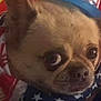 Mr. Potatoe is registered to the contest to win money with this photo: americanflag, animal, bear, bostonbull, bulldog, canine, chihuahua, dog, face, flag, frenchbulldog, head, person, pet, pug, puppy