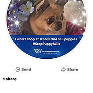 Mr. Potatoe joined the competition — help win amazing prizes! advertisement, animal, bostonbull, boxer, bulldog, canine, chihuahua, disk, dog, dvd, envelope, greetingcard, head, mail, person, pet, poster, pug, puppy, purple
