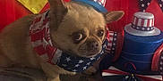 Mr. Potatoe is registered to the contest to win money with this photo: americanflag, animal, baseballcap, bulldog, canine, cap, chihuahua, clothing, dog, face, flag, frenchbulldog, hat, head, person, pet, photography, portrait, puppy, text