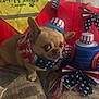 americanflag, animal, baseballcap, bulldog, canine, cap, chihuahua, clothing, dog, face, flag, frenchbulldog, hat, head, person, pet, photography, portrait, puppy, text