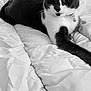 animal, bed, black_and_white, blanket, cat, closeup, collar, comfort, cute, domestic, feline, fur, indoor, mammal, pet, portrait, relaxed, resting, sleeping_area, whiskers