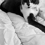 Smook a rejoint le concours — aidez-le/la à gagner de superbes lots ! cat, pet, bed, blanket, indoor, feline, collar, black_and_white, fur, whiskers, animal, resting, looking, cute, domestic, comfortable, mammal, sleepy, cozy, portrait