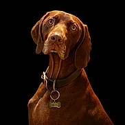Ulka a rejoint le concours — aidez-le/la à gagner de superbes lots ! alert, amber_eyes, animal, black_background, brown_dog, canine, closeup, collar, dog, domestic_animal, ears, fur, looking_up, muzzle, pet, portrait, sitting, snout, studio_lighting, tag