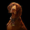 dog, brown_dog, pet, animal, portrait, collar, tag, amber_eyes, studio_lighting, black_background, looking_up, ears, muzzle, snout, fur, canine, alert, domestic_animal, sitting, closeup