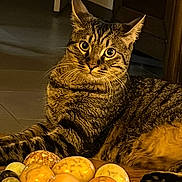Sirius participe au concours pour gagner de l'argent avec cette photo : cat, tabby_cat, animal, pet, indoor, bowl, stones, curious, wooden_surface, floor, feline, whiskers, ears, eyes, relaxing, home, cozy, table, decor, closeup