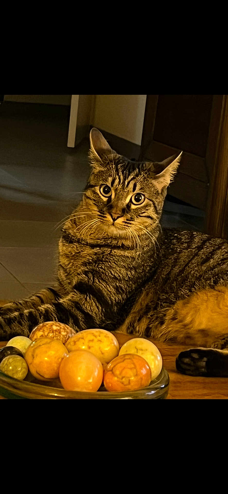 Sirius participe au concours pour gagner de l'argent avec cette photo : cat, tabby_cat, animal, pet, indoor, bowl, stones, curious, wooden_surface, floor, feline, whiskers, ears, eyes, relaxing, home, cozy, table, decor, closeup
